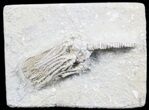Crinoid (Platycrinites) Fossil - Crawfordsville, Indiana #78284-1